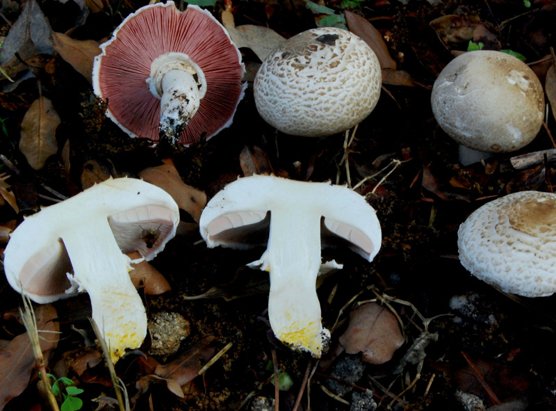 Agaricus